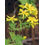 Herboplanet TSA Hipericum Perforatum