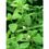 Herboplanet TSA Melissa Officinalis