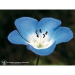 Natur Baby Blue Eyes Essenze Californiane