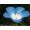 Natur Baby Blue Eyes Essenze Californiane
