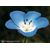 Natur Baby Blue Eyes Essenze Californiane