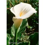 Natur Calla Lily Essenze Californiane