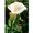 Natur Calla Lily Essenze Californiane