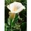 Natur Calla Lily Essenze Californiane
