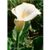 Natur Calla Lily Essenze Californiane