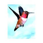 Natur Essenza di Colibri