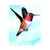 Natur Essenza di Colibri