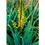 Natur Essenza Singola Californiana FES - Aloe Vera