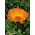 Natur Essenza Singola Californiana FES - Calendula
