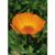 Natur Essenza Singola Californiana FES - Calendula