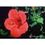 Natur Essenza Singola Californiana FES - Hibiscus