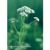 Natur Essenza Singola Californiana FES - Yarrow