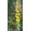 Natur Goldenrod Solidago Californica Essenze Californiane