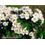 Natur Hawthorn Essenze Californiane