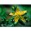 Natur Saint John's Wort Essenza Californiana