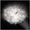 Slamp Veli Ceiling/Wall Medium plafoniera Prisma