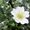 Adamah Eie Biancospino 30ml