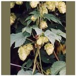 Herboplanet TSA Humulus Lupulus 50ml