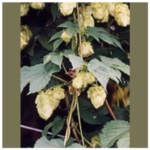 Herboplanet TSA Humulus Lupulus 50ml