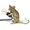 Seletti Mouse Lamp Mac lampada da tavolo LED Oro